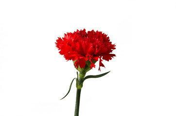 Red Carnation Flower On White Background
