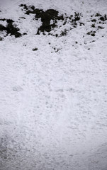 Snow covered ice