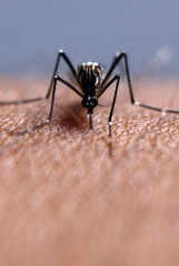 Mosquito