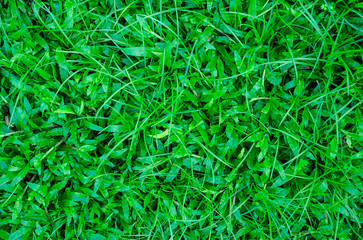 Green lawn, Backyard for background