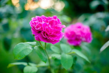 Obraz na płótnie Canvas Pink roses bloom in the garden in summer
