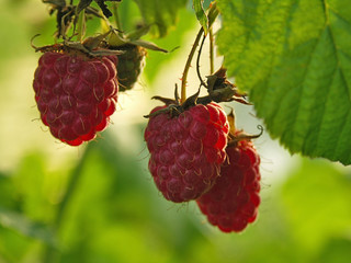 Ripened raspberries on a branch