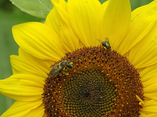 Bee and fly on a flower of a sunflower