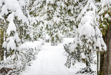 Snowy path in the park.