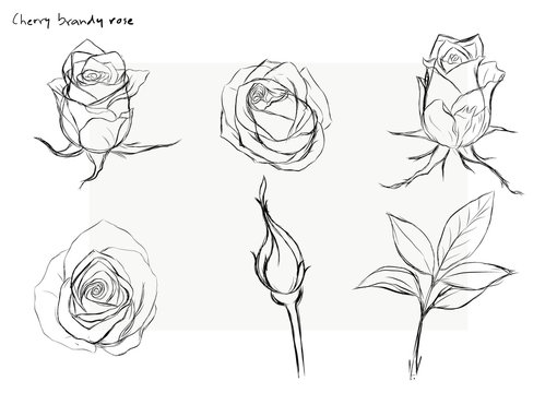Rose vector set by hand drawing.Beautiful flower on white background.Rose art highly detailed in line art style.Cherry brandy rose for paint book.