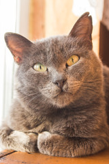 gray cat lying on the windowsill..