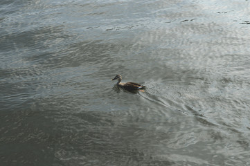 隅田川を泳ぐカモ