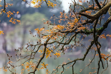 Branches with orange leaves in the area of park near Hoan Kiem Lake in Hanoi, Vietnam.