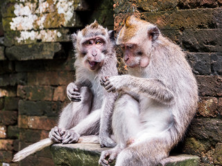 Two monkeys hanging out