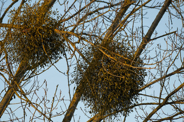 Mistel am Baum