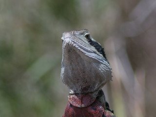 Water Dragon Looking