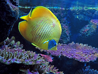 Yellow Sea Fish with Coral Isolated on Nature Background