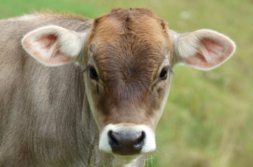Obraz premium Cow portrait