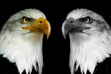 Two face eagles with black shine.  ((Haliaeetus albicilla)