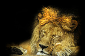 Detail face lion in sleep with black shine.