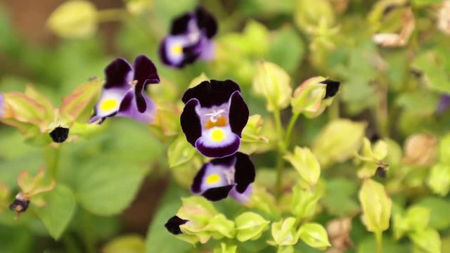 Colourful wild flowers being blown in the wind with a green foliage background, high definition movie clip.