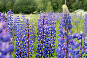Purple and lila lupine meadow, summer in Finland