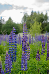 Purple and lila lupine meadow, summer in Finland