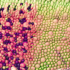 peau de caméléon 