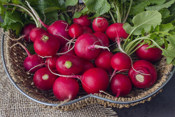 Freshly harvested colorful radish. Growing radish. Growing vegetables. Organic vegetables.