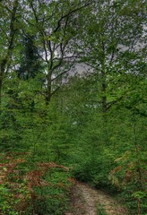 Fototapeta na wymiar Chemin dans la forêt de la Rousse à Simandre-sur-Suran, Ain, France