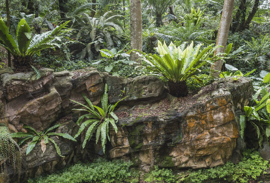 Fototapeta tropical thicket landscape