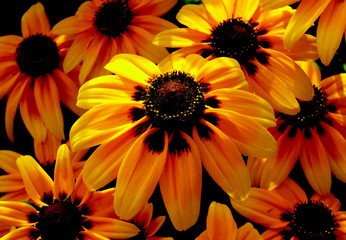 Yellow flowers close up