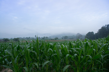 A picture of landscape green cornfield plantation with sunset light in Thailand.  