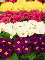 プリムラ・ジュリアン