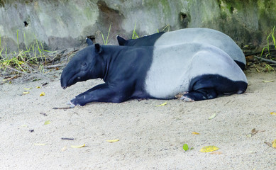Тапир. Malayan tapir.