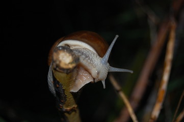 Helix pomatia, snail