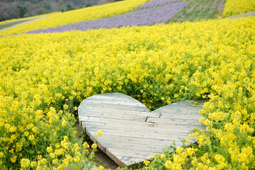 あわじ花さじき　菜の花畑　兵庫県淡路市