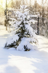winter landscape in the forest snow cover on a Sunny day