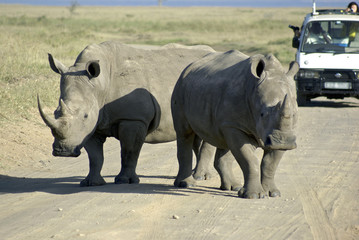Obraz premium White rhinoceros in Nakuru National Park, Kenya
