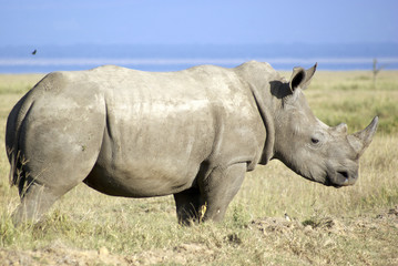Obraz premium White rhinoceros in Nakuru National Park, Kenya