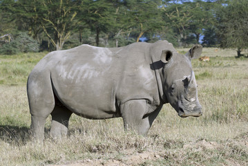 Fototapeta premium White rhinoceros in Nakuru National Park, Kenya