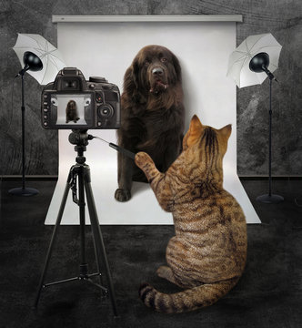 The cat takes pictures of a big dog in his photo studio.