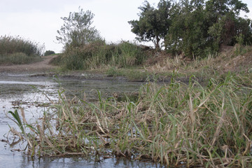 green grass on the surface of the Nile