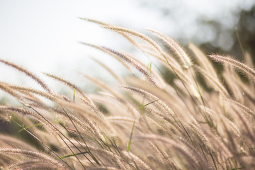 flower grass in summer