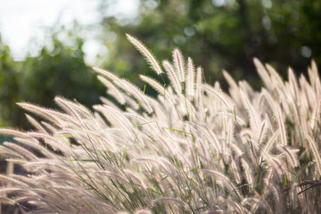 flower grass in summer