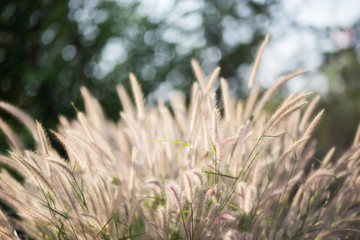 flower grass in summer