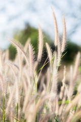 Fototapeta premium flower grass in summer