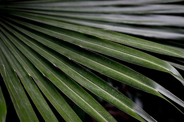 Plakat exotic green leaves fooliage background