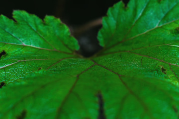 closeup of green leaf for background. Selective focus