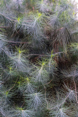 Pinus canariensis background. Canarian pine closeup
