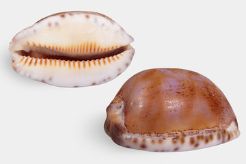 Two views of a seashell 