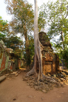 Trees growing on Temple Ta Phrom at Angkor Wat, Cambodia