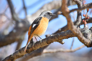 wild bird on spring flowers (梅の木にとまるジョウビタキ)