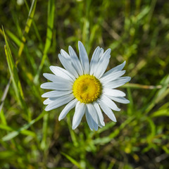 Fototapeta premium Chamomile flowers close up.