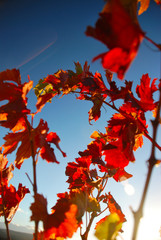 Vignes